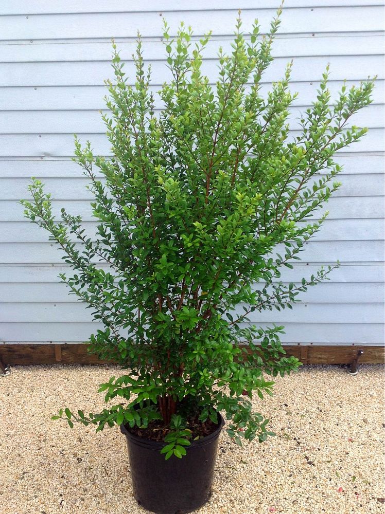myrcianthes-fragrans-simpson-s-stopper