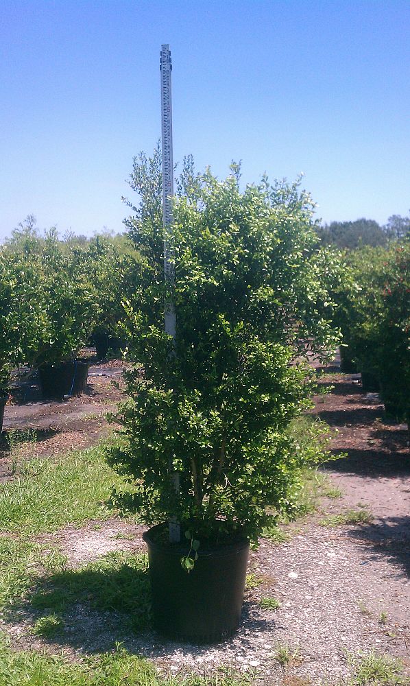 myrcianthes-fragrans-simpson-s-stopper