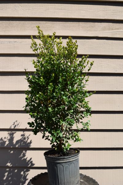 myrcianthes-fragrans-simpson-s-stopper