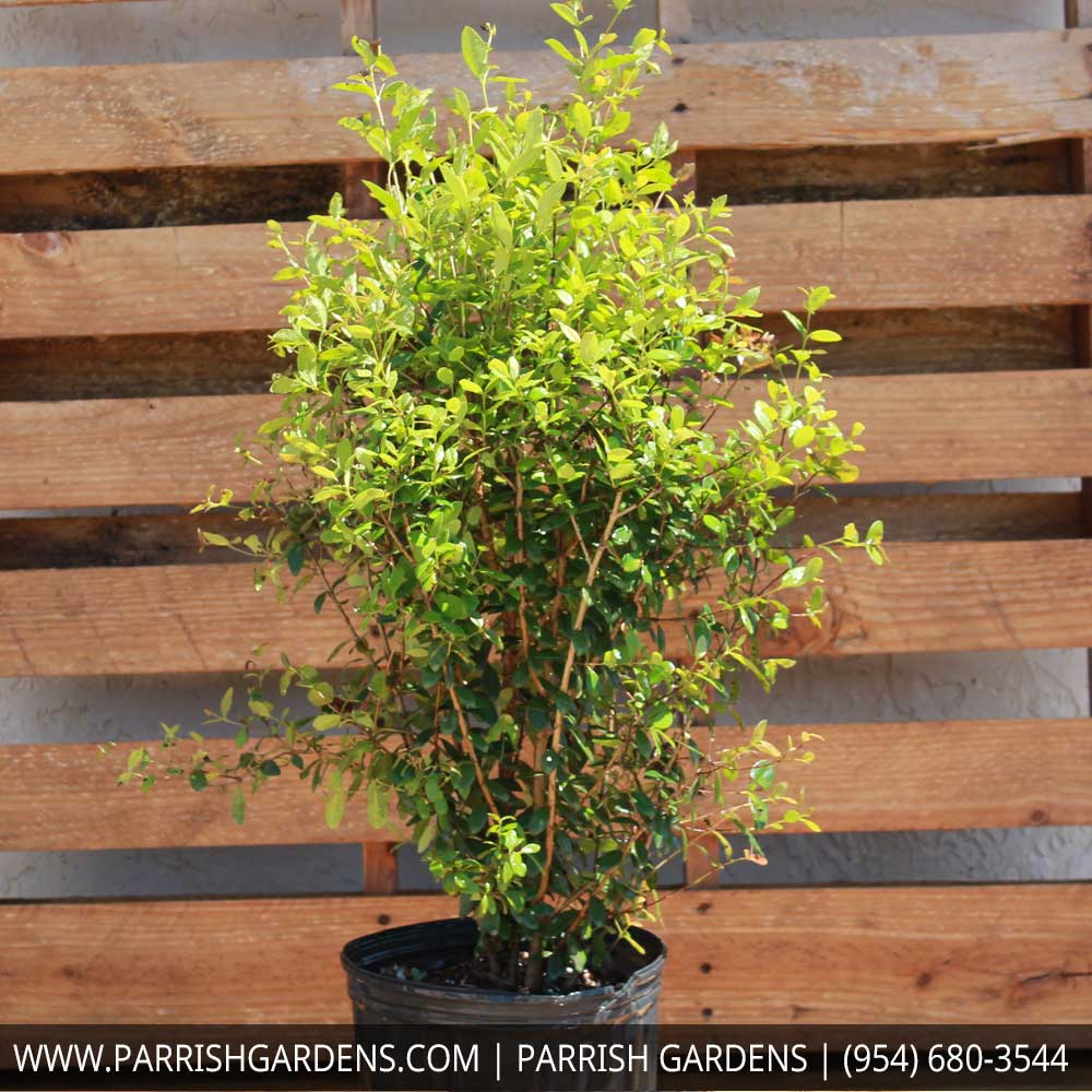myrcianthes-fragrans-simpson-s-stopper