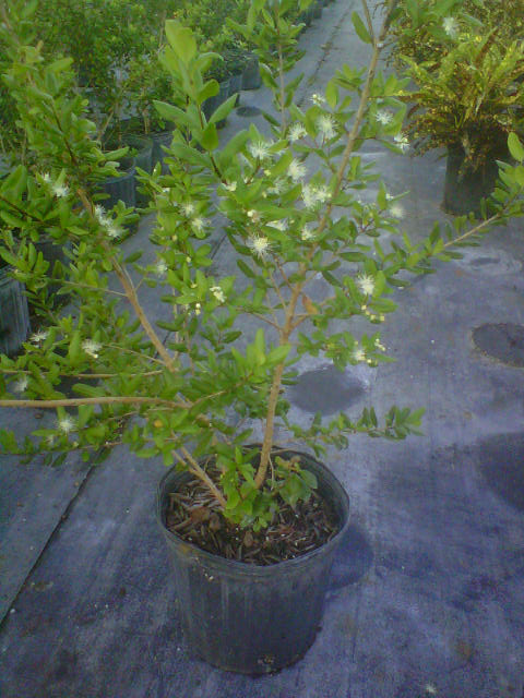myrcianthes-fragrans-simpson-s-stopper