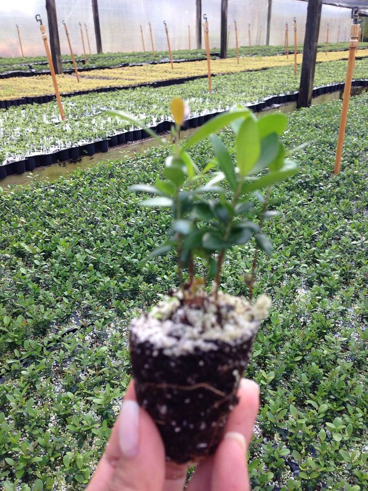 myrcianthes-fragrans-simpson-s-stopper