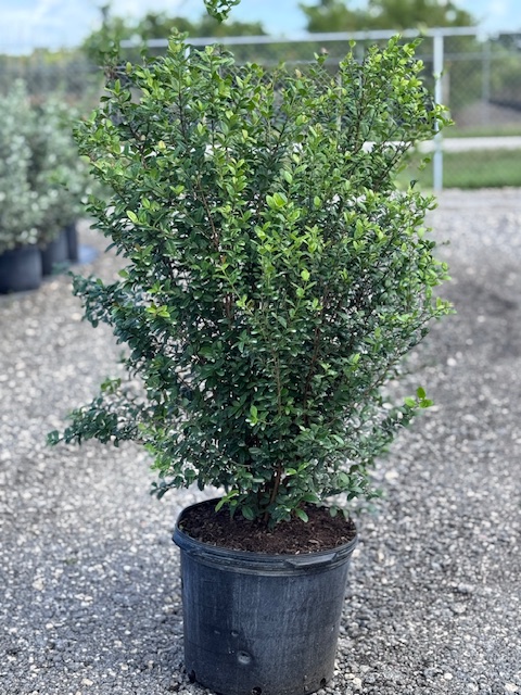 myrcianthes-fragrans-simpson-s-stopper