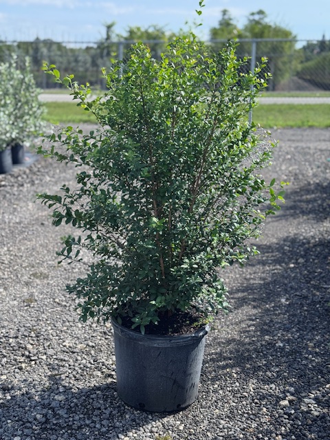 myrcianthes-fragrans-simpson-s-stopper