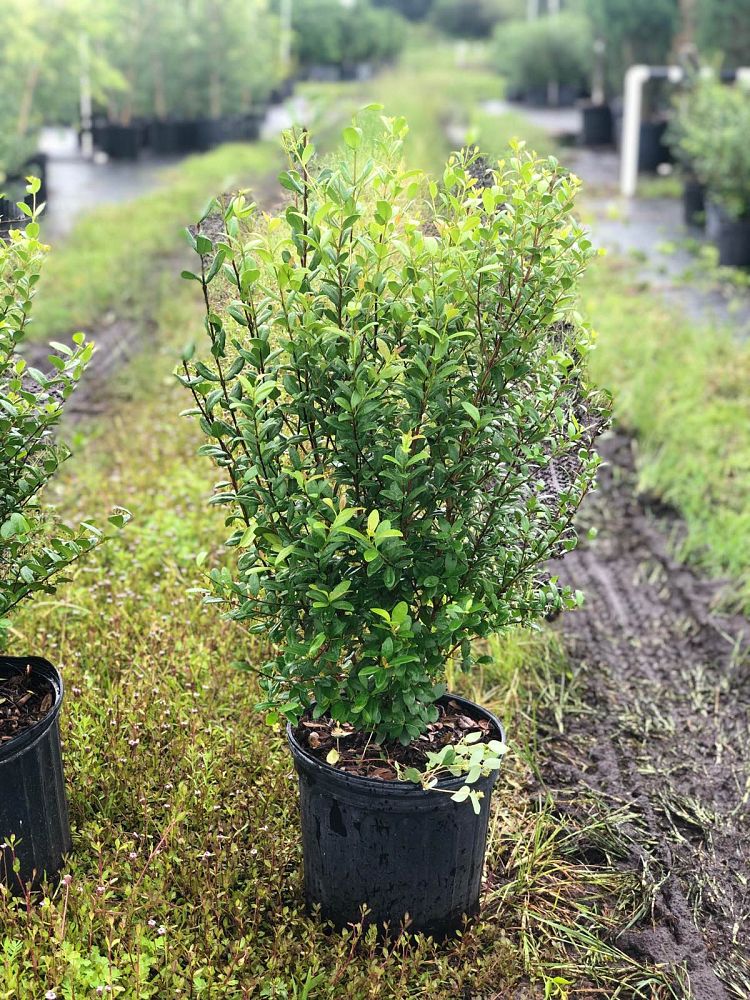 myrcianthes-fragrans-simpson-s-stopper