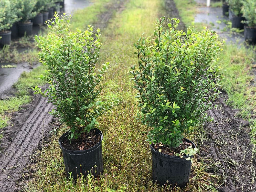 myrcianthes-fragrans-simpson-s-stopper