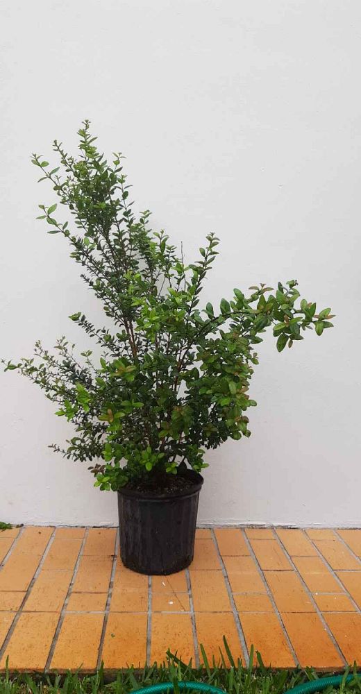 myrcianthes-fragrans-simpson-s-stopper