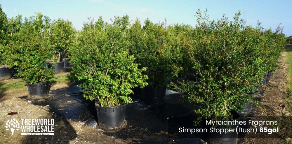 myrcianthes-fragrans-simpson-s-stopper