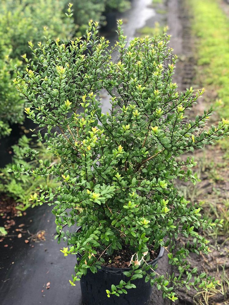 myrcianthes-fragrans-simpson-s-stopper