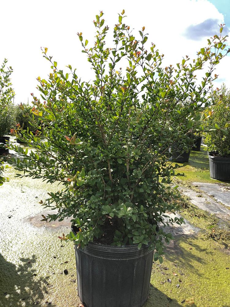 myrcianthes-fragrans-simpson-s-stopper