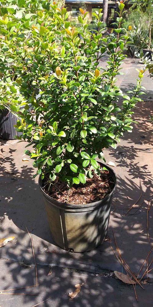 myrcianthes-fragrans-simpson-s-stopper