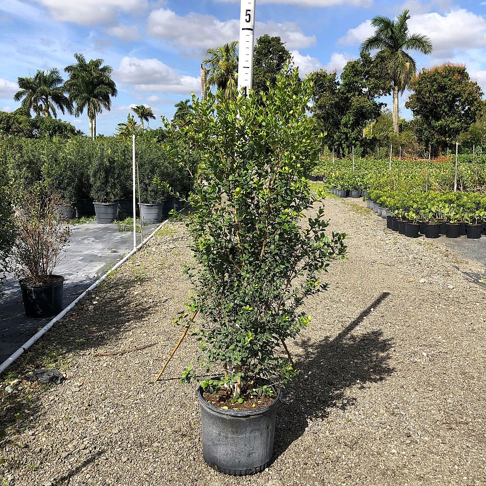 myrcianthes-fragrans-simpson-s-stopper