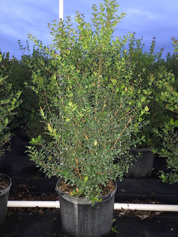 myrcianthes-fragrans-simpson-s-stopper