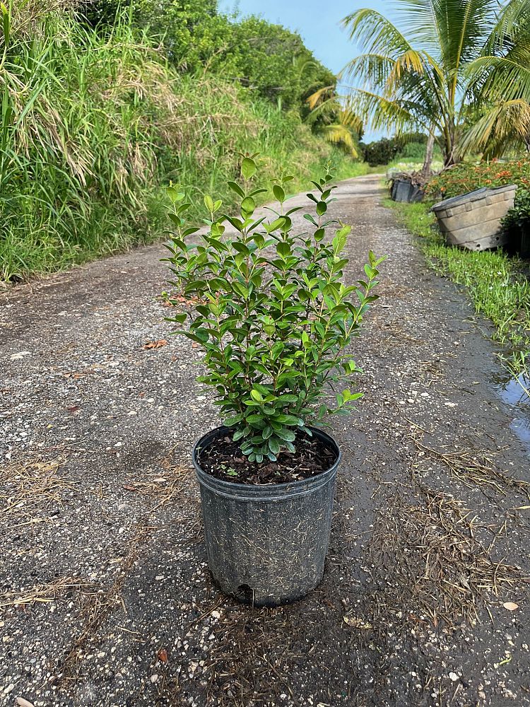 myrcianthes-fragrans-simpson-s-stopper