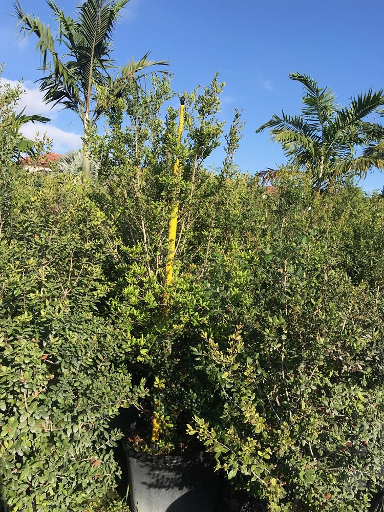 myrcianthes-fragrans-simpson-s-stopper