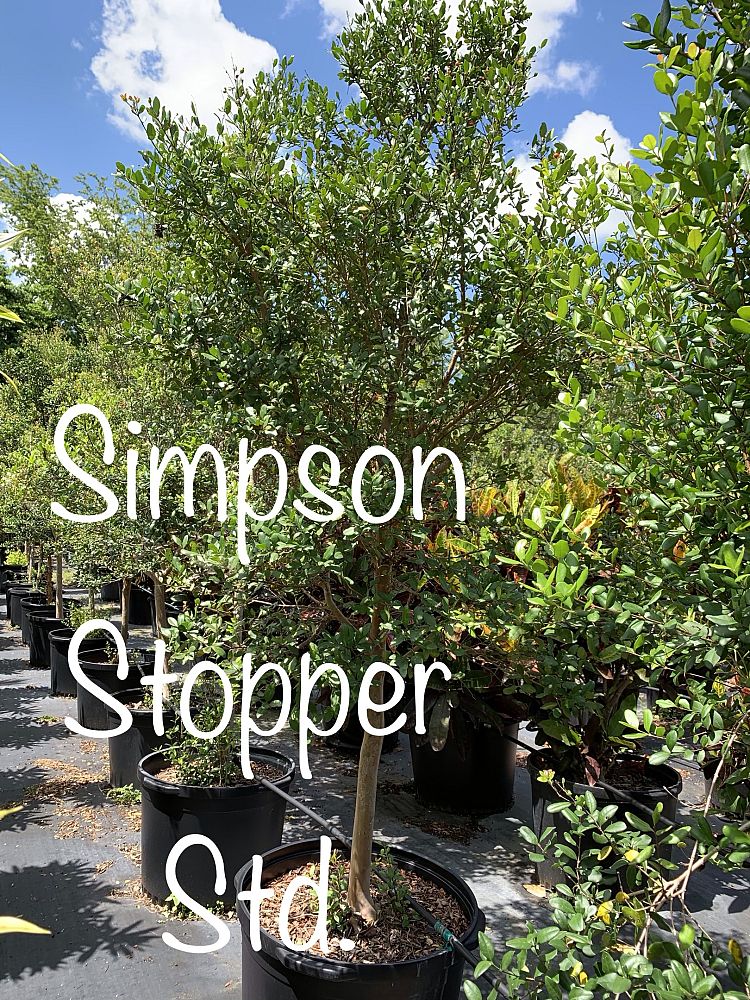 myrcianthes-fragrans-simpson-s-stopper