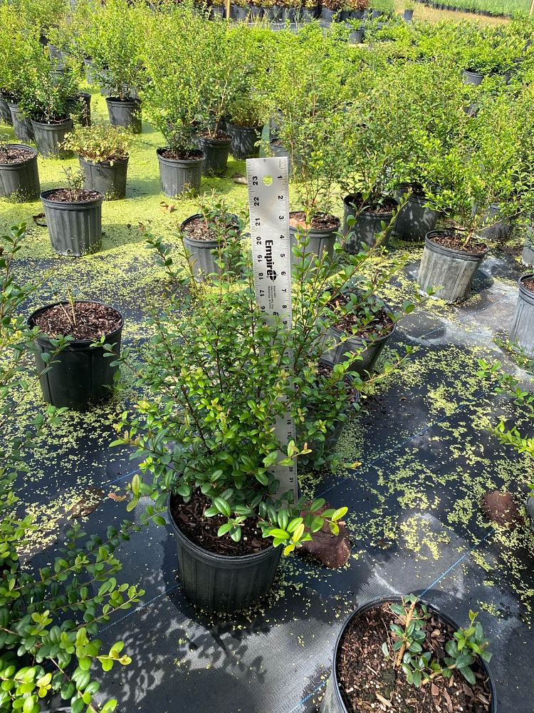 myrcianthes-fragrans-simpson-s-stopper