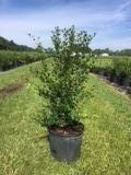 myrcianthes-fragrans-simpson-s-stopper