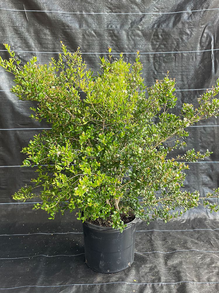 myrcianthes-fragrans-simpson-s-stopper