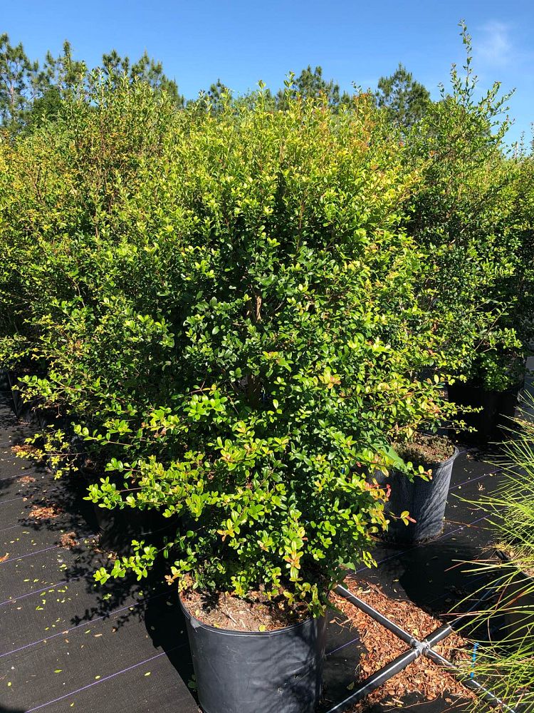 myrcianthes-fragrans-simpson-s-stopper