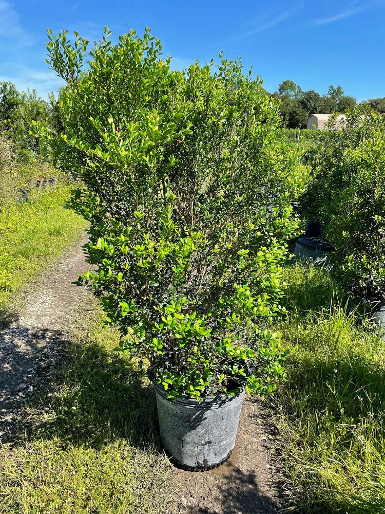 myrcianthes-fragrans-simpson-s-stopper