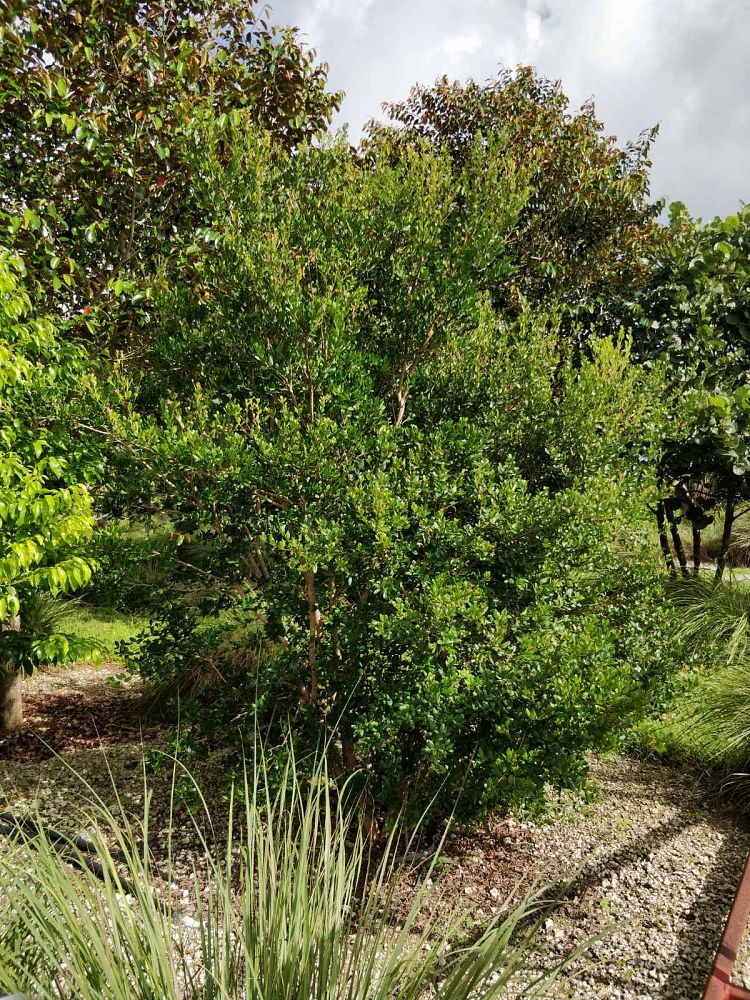myrcianthes-fragrans-simpson-s-stopper