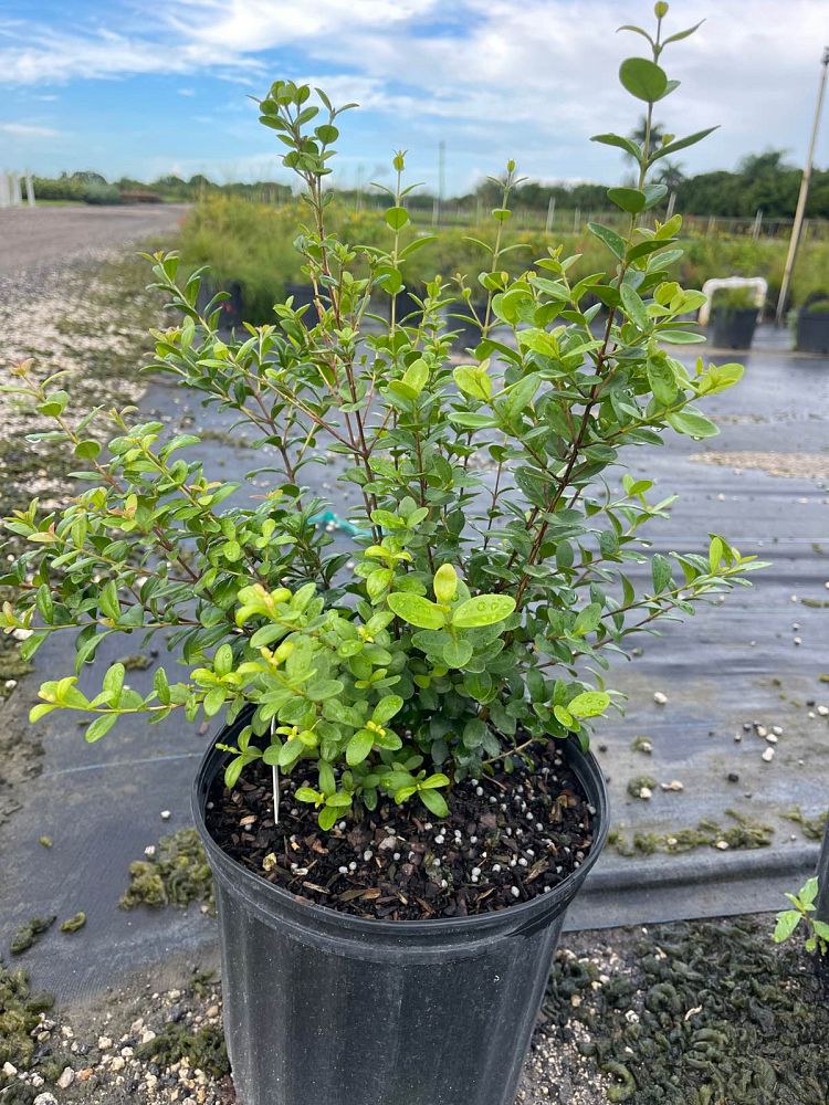 myrcianthes-fragrans-simpson-s-stopper