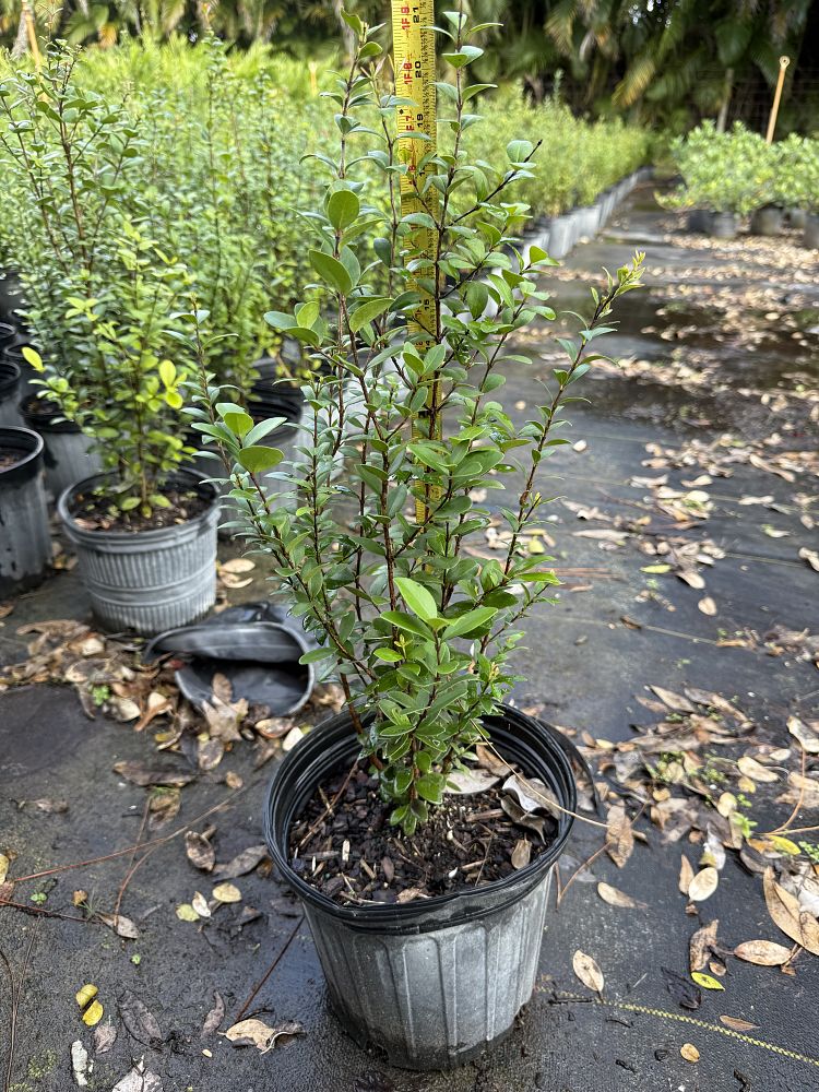 myrcianthes-fragrans-simpson-s-stopper