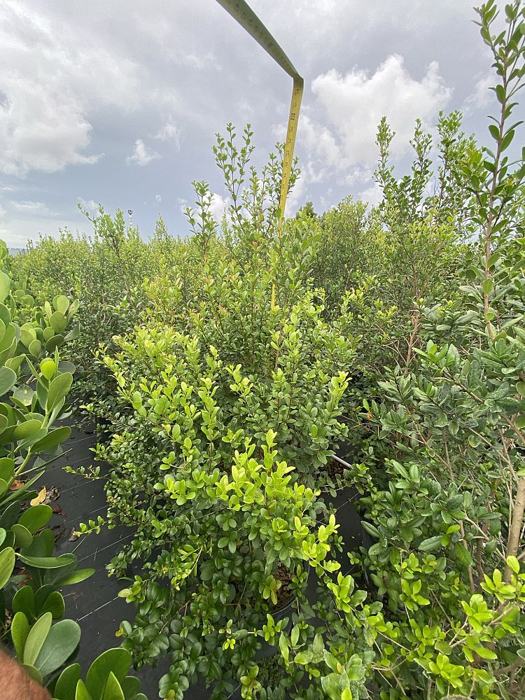myrcianthes-fragrans-simpson-s-stopper