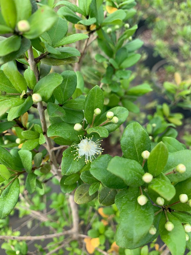 myrcianthes-fragrans-simpson-s-stopper