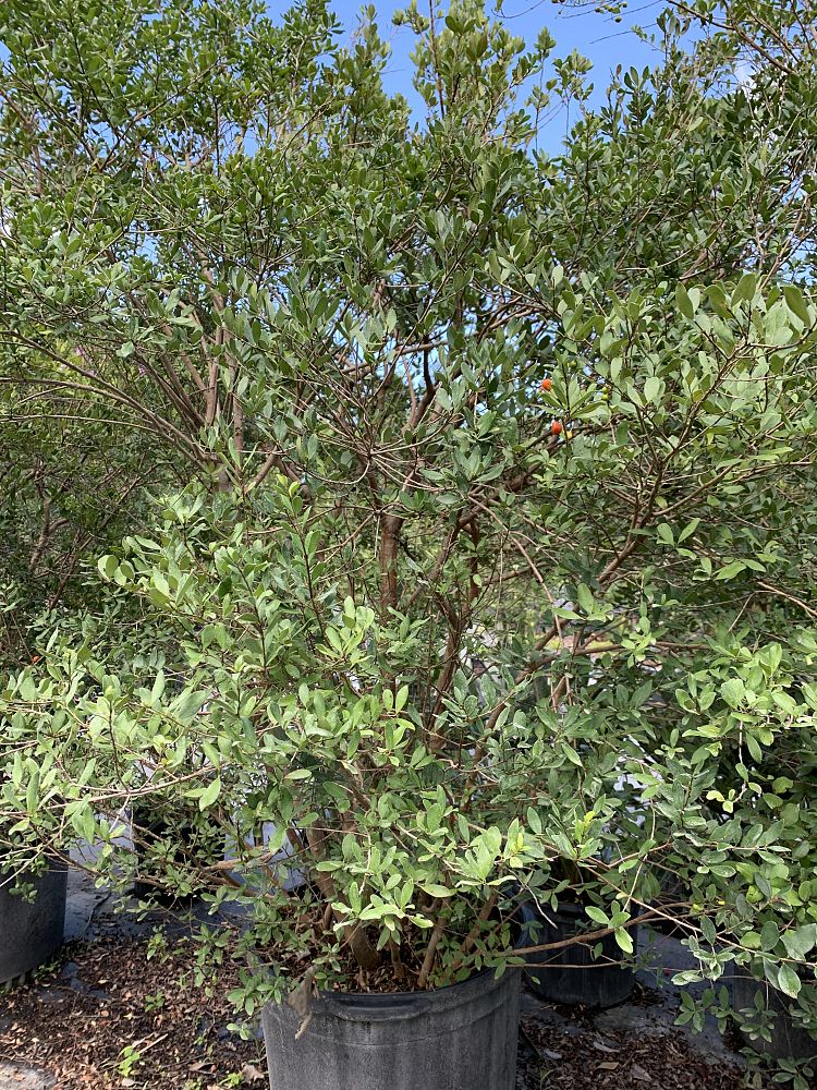 myrcianthes-fragrans-simpson-s-stopper