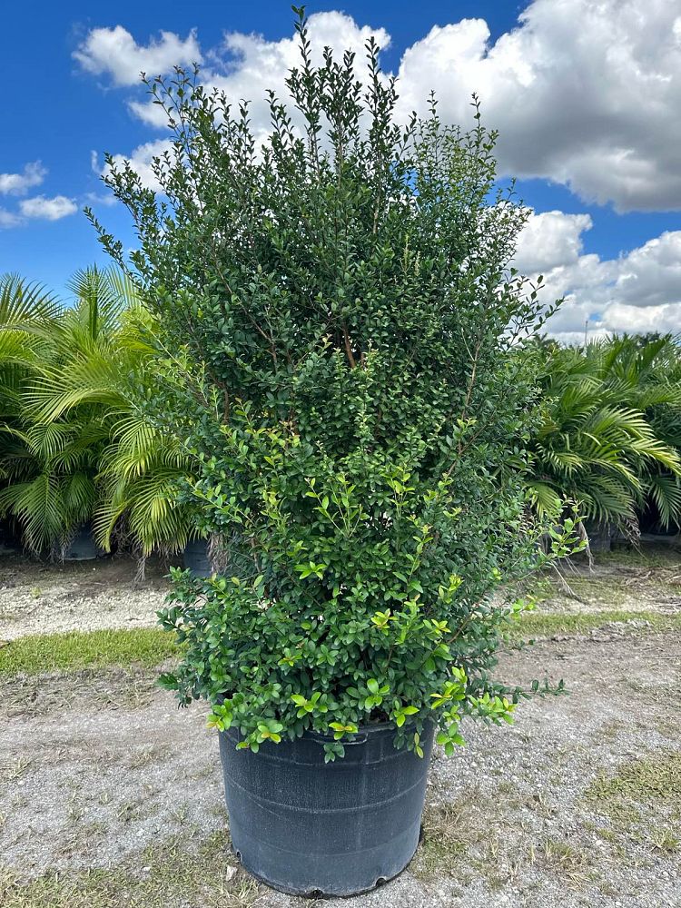 myrcianthes-fragrans-simpson-s-stopper