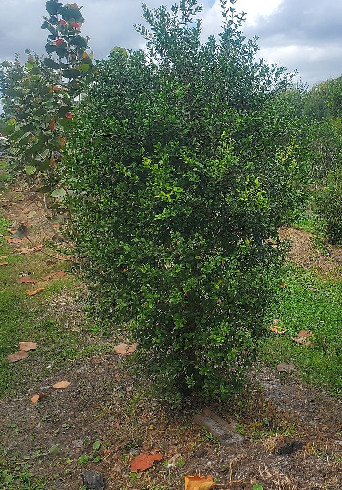 myrcianthes-fragrans-simpson-s-stopper