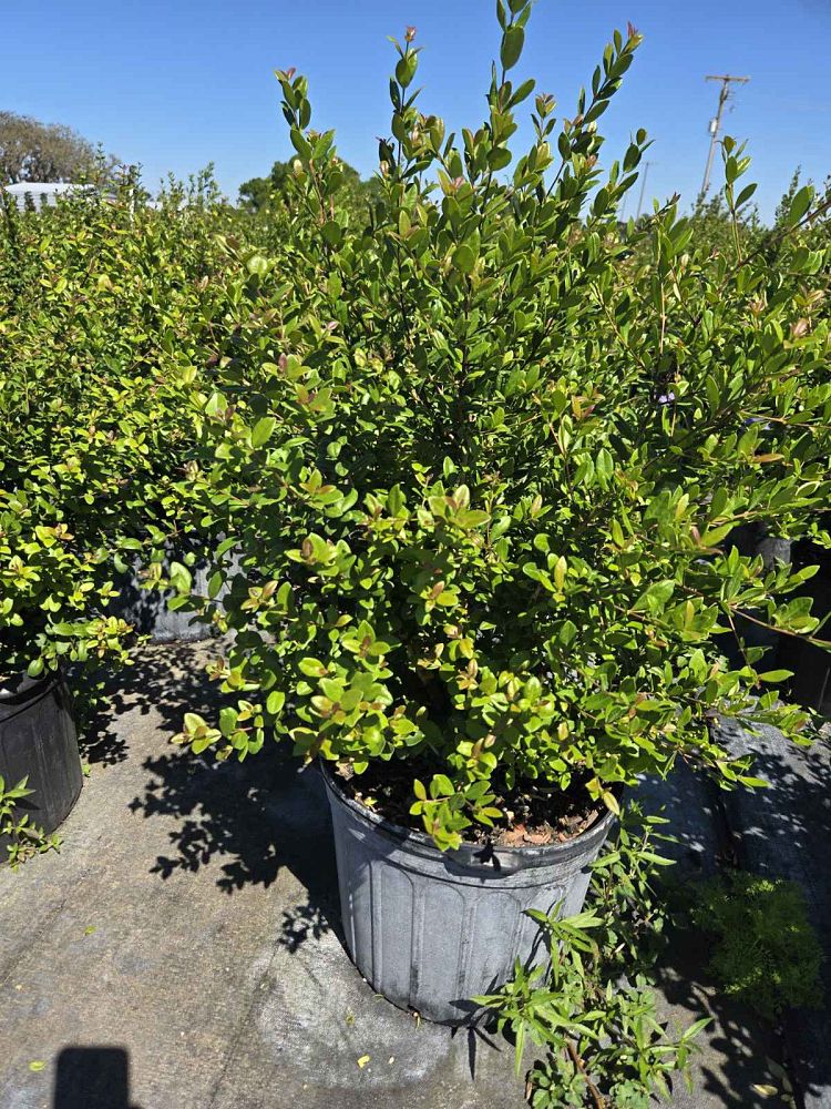 myrcianthes-fragrans-simpson-s-stopper