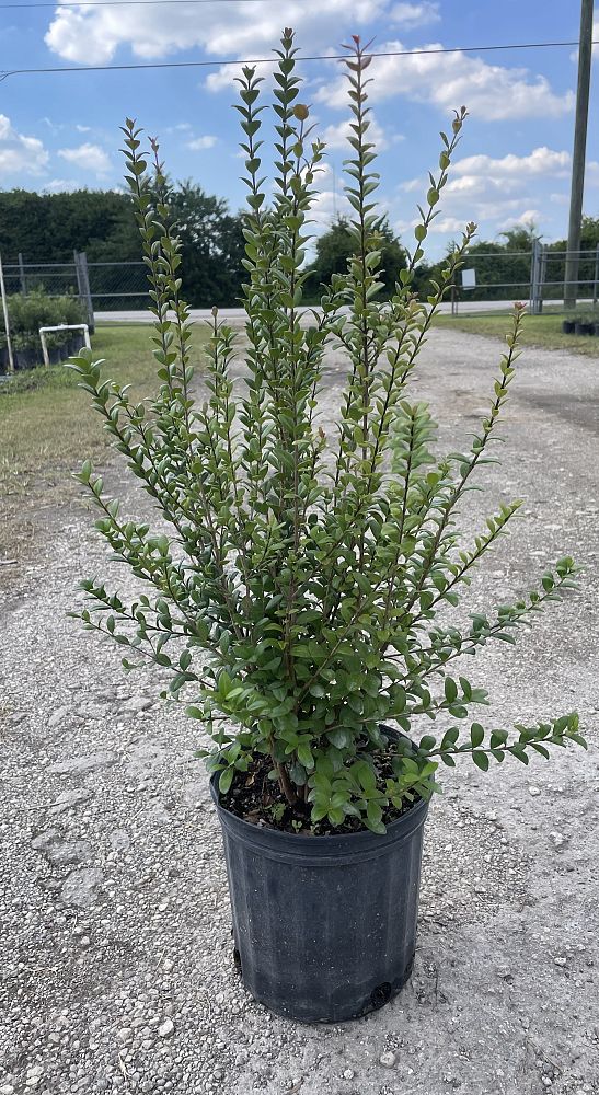 myrcianthes-fragrans-simpson-s-stopper