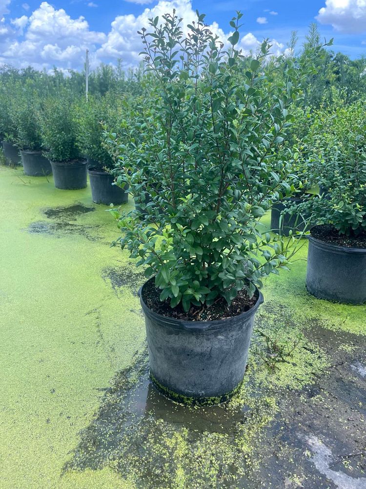 myrcianthes-fragrans-simpson-s-stopper
