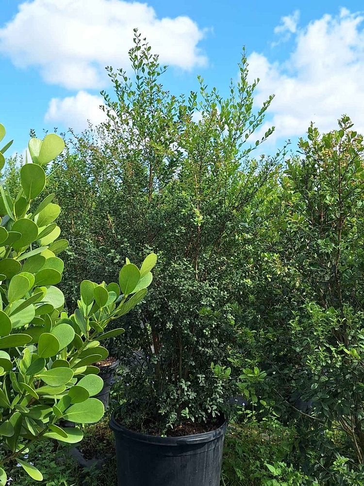 myrcianthes-fragrans-simpson-s-stopper