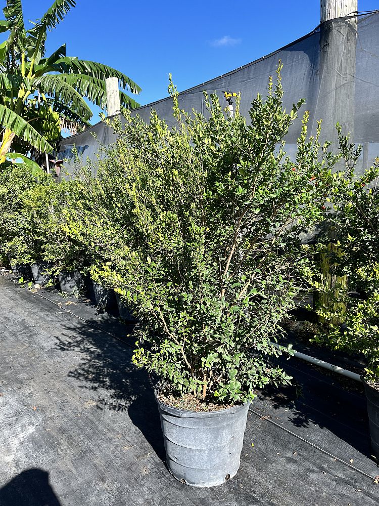 myrcianthes-fragrans-simpson-s-stopper