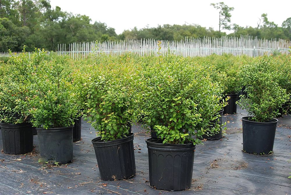 myrcianthes-fragrans-simpson-s-stopper