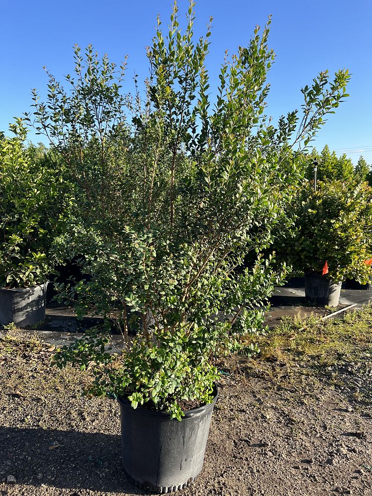 myrcianthes-fragrans-simpson-s-stopper