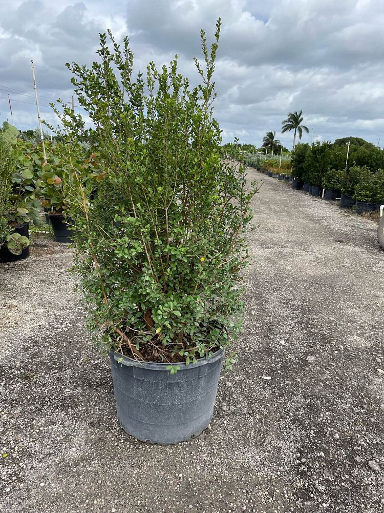 myrcianthes-fragrans-simpson-s-stopper