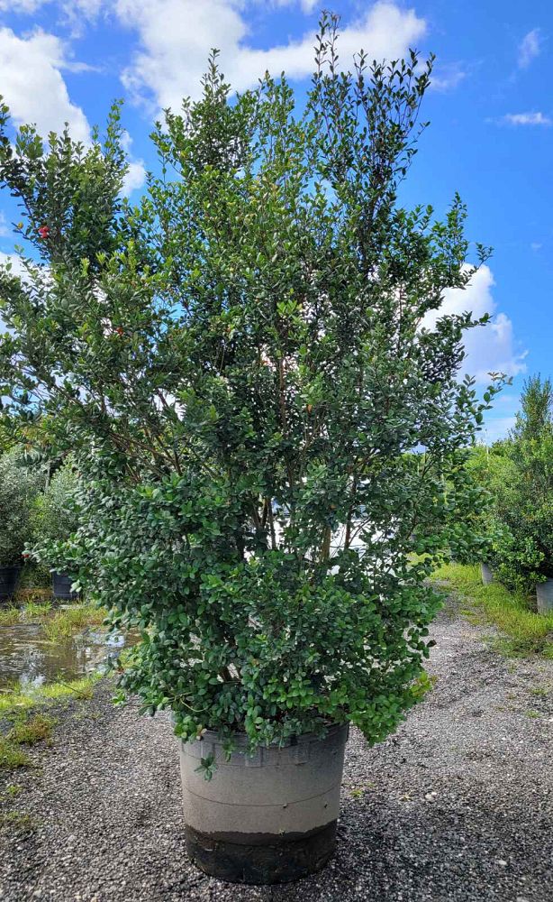 myrcianthes-fragrans-simpson-s-stopper