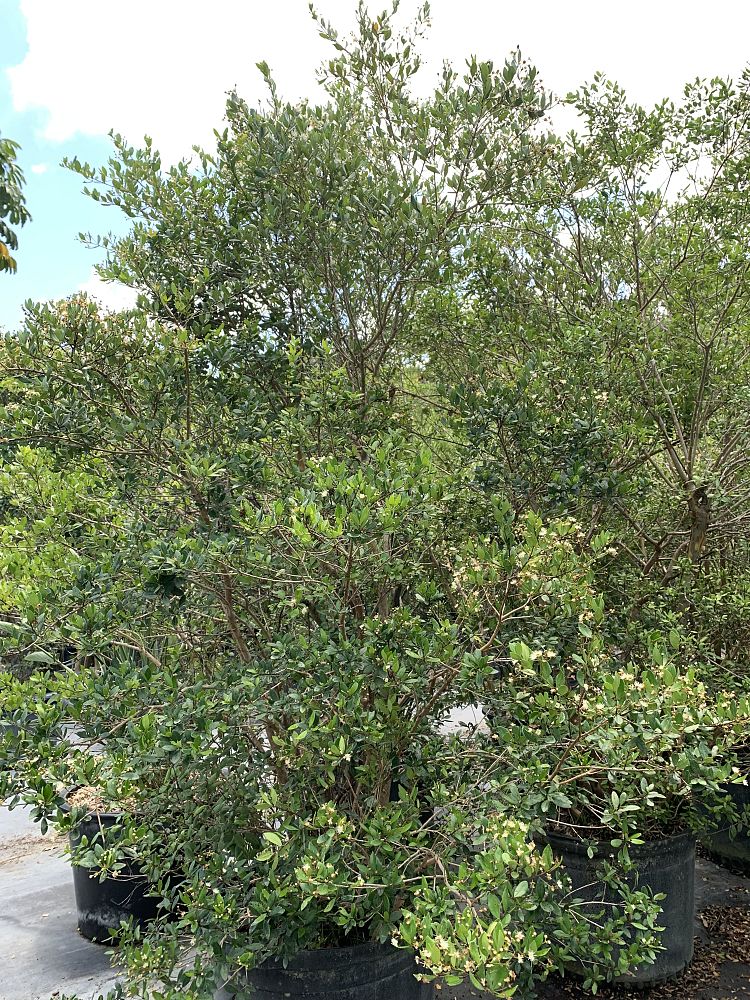 myrcianthes-fragrans-simpson-s-stopper