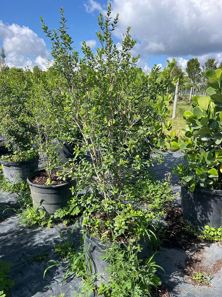 myrcianthes-fragrans-simpson-s-stopper