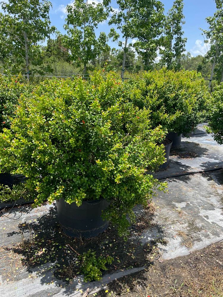 myrcianthes-fragrans-simpson-s-stopper