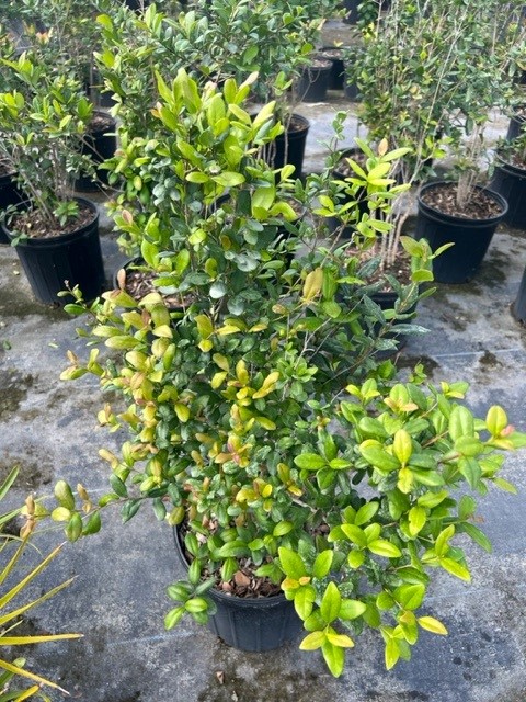 myrcianthes-fragrans-simpson-s-stopper