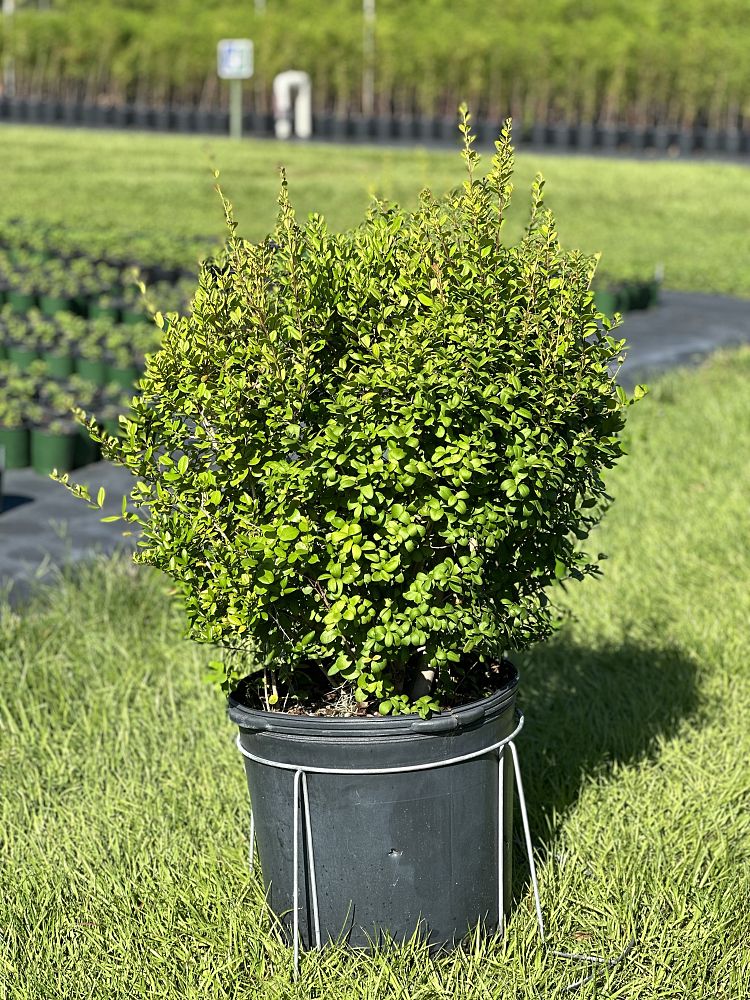 myrcianthes-fragrans-simpson-s-stopper