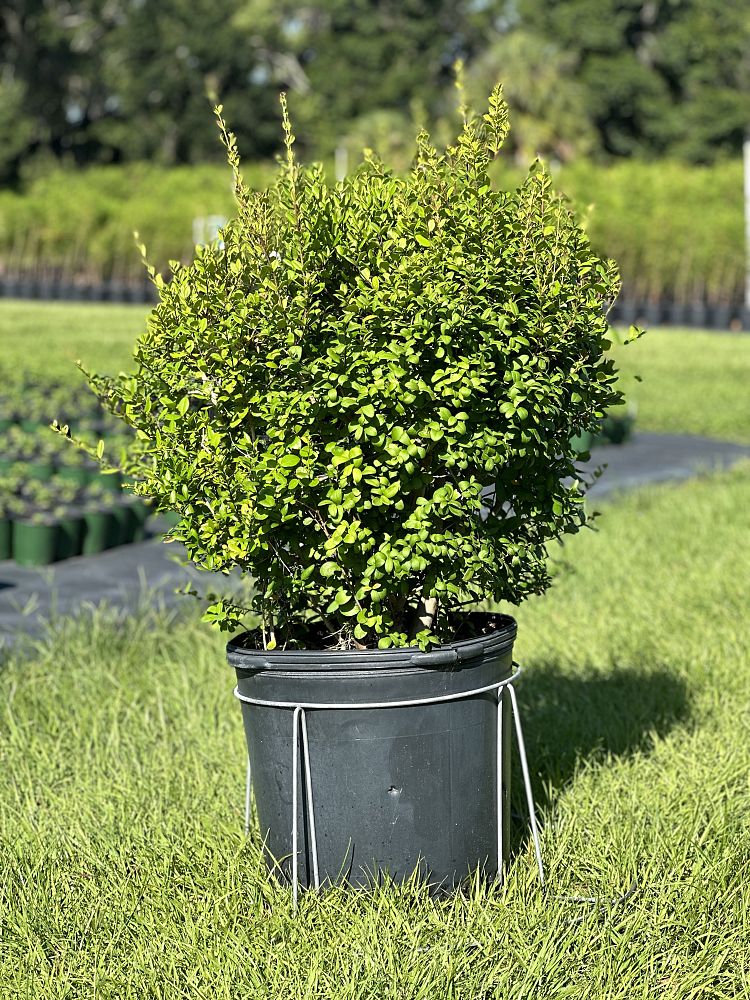 myrcianthes-fragrans-simpson-s-stopper