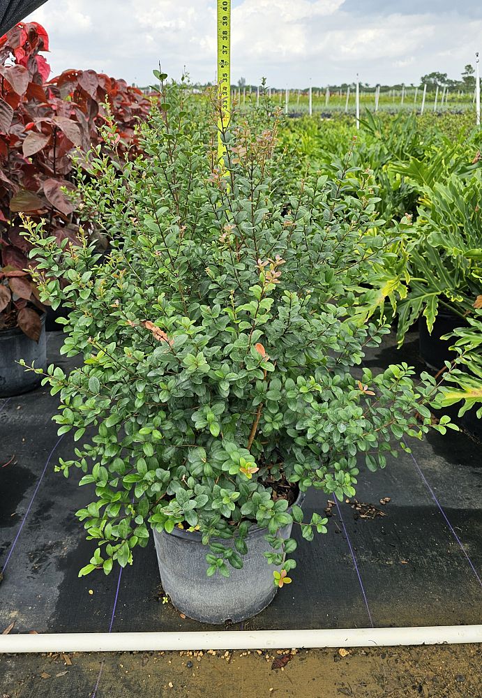 myrcianthes-fragrans-simpson-s-stopper