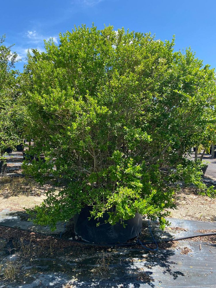 myrcianthes-fragrans-simpson-s-stopper